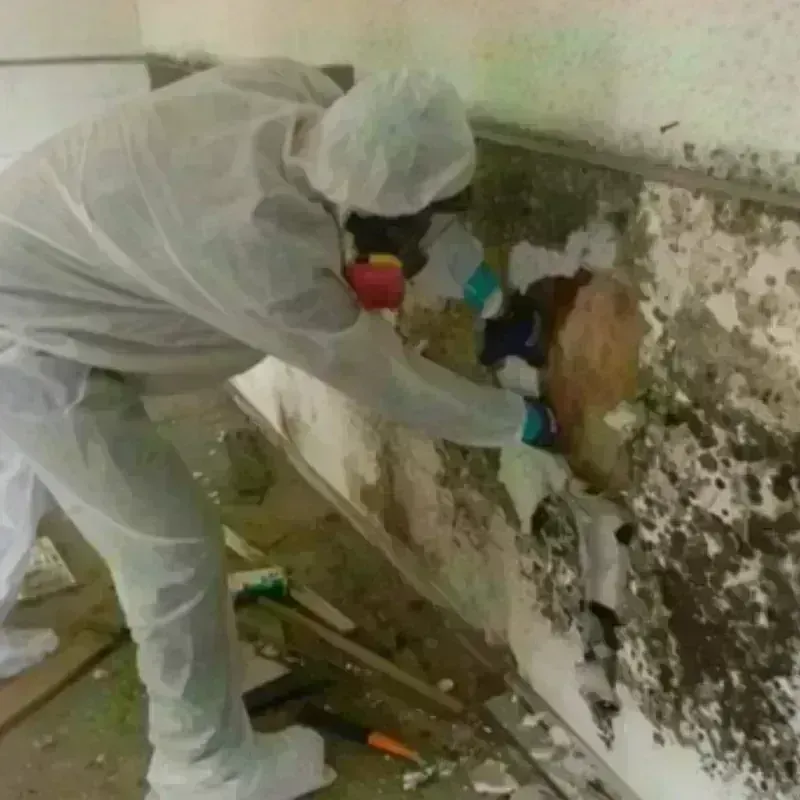 Mold Remediation and Removal in Romeo, MI